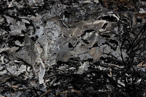 черный и белый листья фона