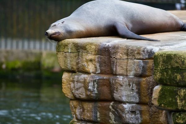 動物園で寝ているピニペットシール — ストック写真