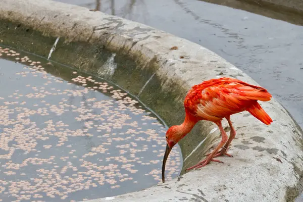 Escarlate Ibis Água Potável Fonte — Fotografia de Stock
