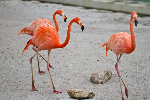 Pink Flamingo Walking Ground — стоковое фото