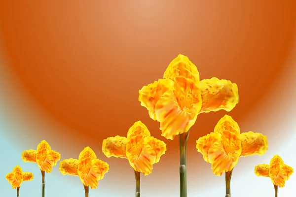 Sırayla Lily Çiçek Açamaz Büyük Güneşle — Stok fotoğraf