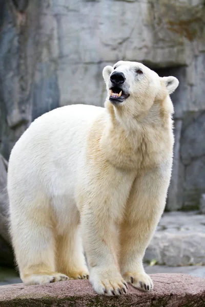在动物园里的白色北极熊的肖像 — 图库照片#