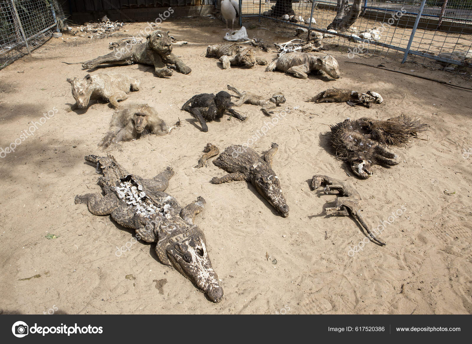 Gaza Strip Khan Younis Palestinian Zoo Owner Mohammad Oweida Shows