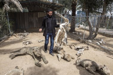 GAZA STRIP, Khan Younis: Filistinli hayvanat bahçesi sahibi Mohammad Oweida, 15 Mart 2016 tarihinde Khan Younis Hayvanat Bahçesi 'nde 2014 savaşında ölen doldurulmuş pelikanı gösteriyor.