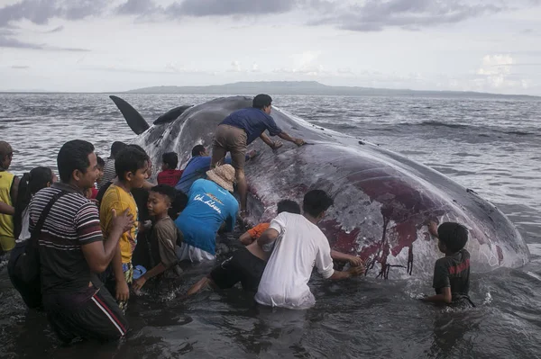 印度尼西亚海岸的鲸鱼 — 图库照片