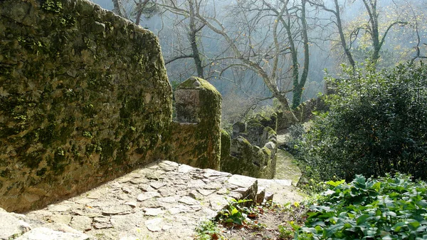 Détail Sentier Forestier Sintra Portugal — Photo