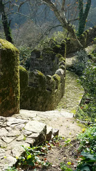 Detail Eines Waldweges Sintra Portugal — Stockfoto