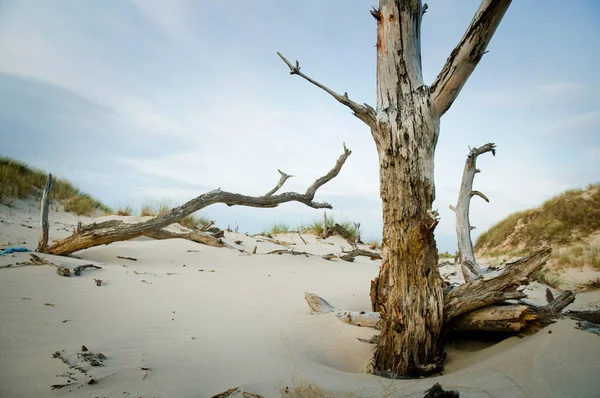 Withered Trees Baltic Sea Coast — Stock Photo, Image