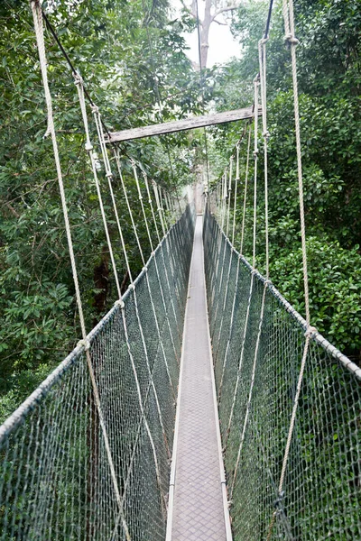 Pasarela Con Dosel Parque Nacional Taman Negara Malasia — Foto de Stock