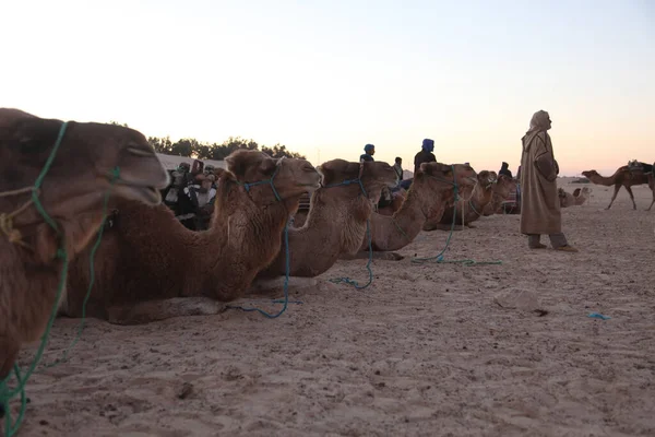 Ráno Poušti Sahara — Stock fotografie