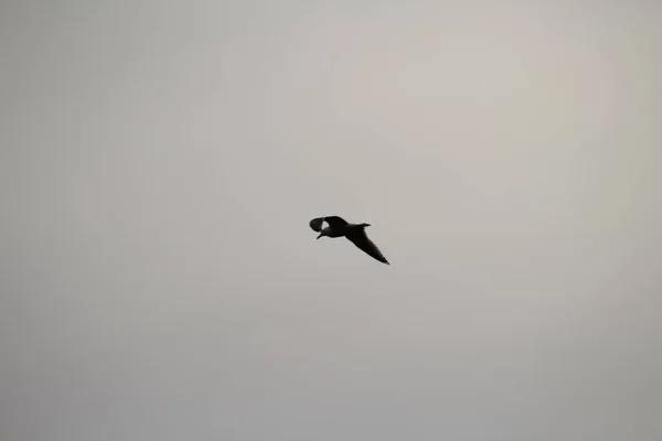 silhouette of black bird flying in sky