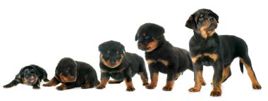 Köpeğin yavruları.