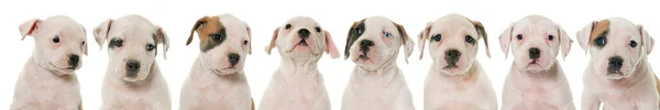 Группа Пяти Смешных Собак Изолированных Белом — стоковое фото