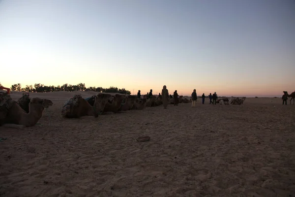 Rano Pustyni Sahara — Zdjęcie stockowe