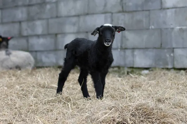 動物園に立っているかわいい黒い子羊 — ストック写真