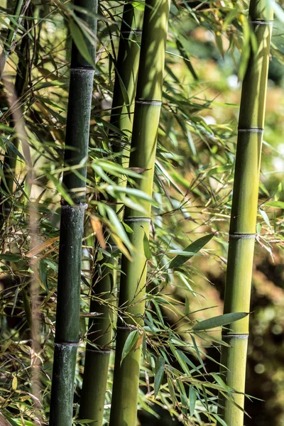 Young Green Bamboo Grove Nature Scene — Stock Photo, Image
