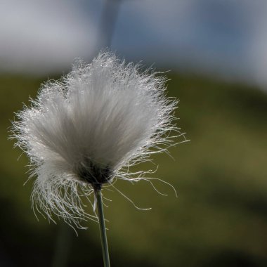 Pamuk çimenler kapanır