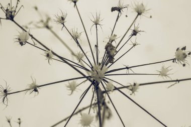 Beyaz kış harikalar diyarı. Güzel doğal arkaplan