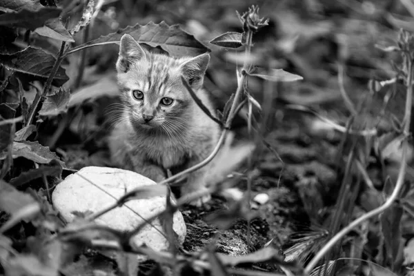 Junge Rote Katze Neugier — Stockfoto