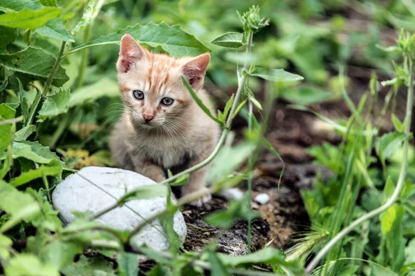 Ung Röd Katt Couriosity — Stockfoto