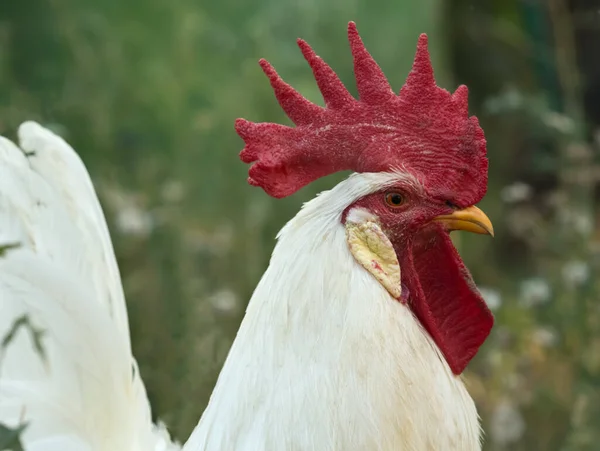 Porträt Eines Weißen Hahns Profil — Stockfoto