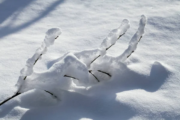 Ветка Снегу Зимой — стоковое фото