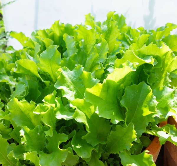 Frische Salatblätter Nahsicht — Stockfoto