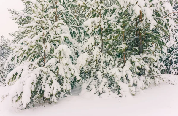 Χειμερινές Διακοπές Φόντο Χιονισμένα Δέντρα — Φωτογραφία Αρχείου