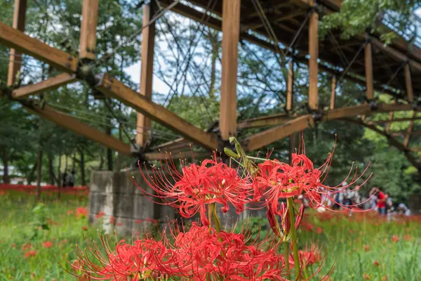 Spring Landscape Red Spider Lily — Stock Photo, Image