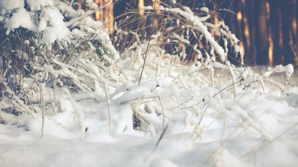 Белые Зимние Страны Чудес Красивый Природный Фон — стоковое фото