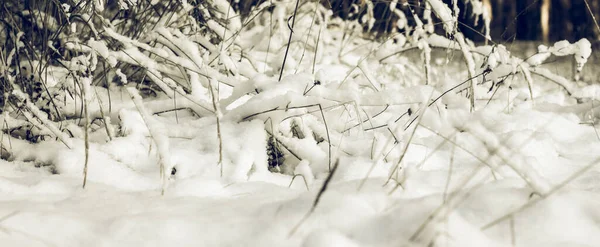 白い冬の不思議の国 美しい自然背景 — ストック写真
