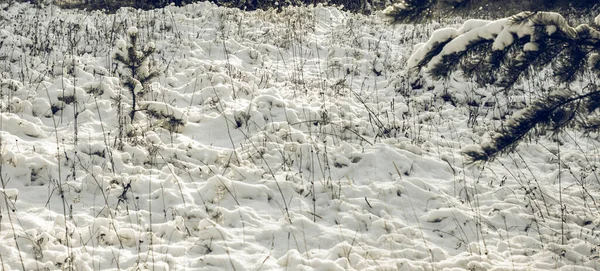 白色的冬季仙境 美丽的自然背景 — 图库照片
