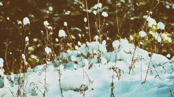 Λευκή Χειμωνιάτικη Χώρα Θαυμάτων Όμορφο Φυσικό Υπόβαθρο — Φωτογραφία Αρχείου