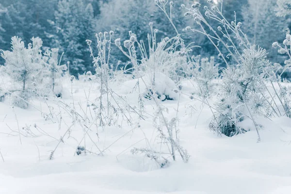 White Wintry Wonderland Beautiful Natural Background — Stock Photo, Image