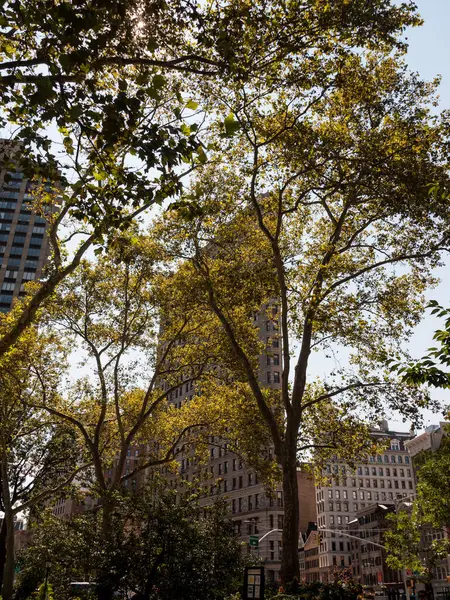 Flatiron Building Trees — Stock Photo, Image