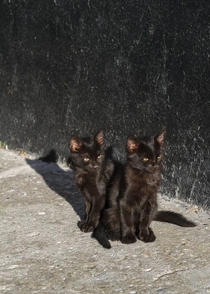 Mooi Close Aanzicht Van Twee Zwarte Kitten — Stockfoto