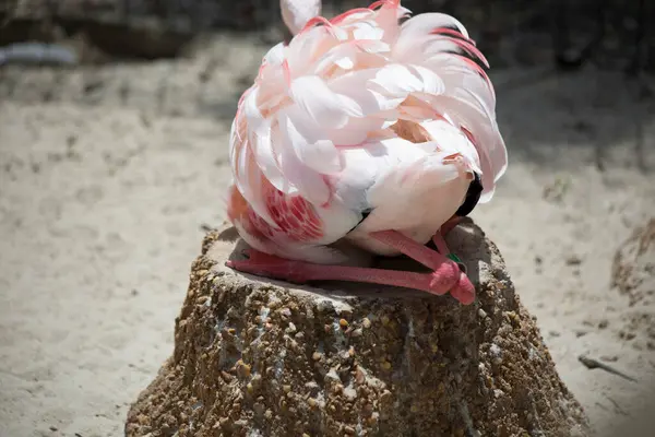 Pembe Flamingo Kütüğün Üzerinde Oturuyor — Stok fotoğraf