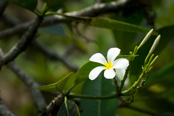 Branco Frangipani Flor Close Vista — Fotografia de Stock