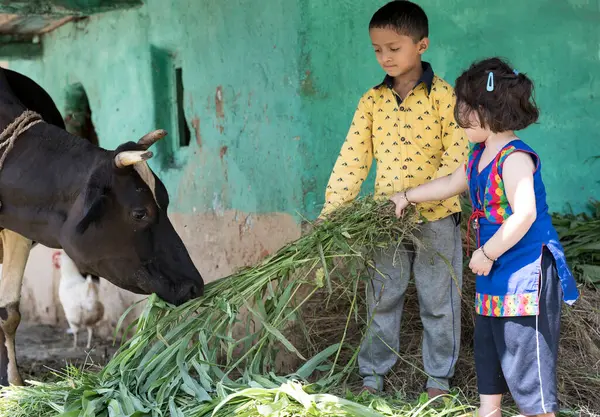 Little girl and boy feeding cow with grass