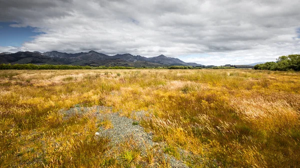 Yeni Zelanda Tipik Çayır — Stok fotoğraf