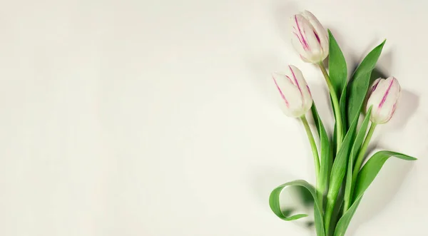 Tulipes Roses Isolées Sur Fond Blanc — Photo