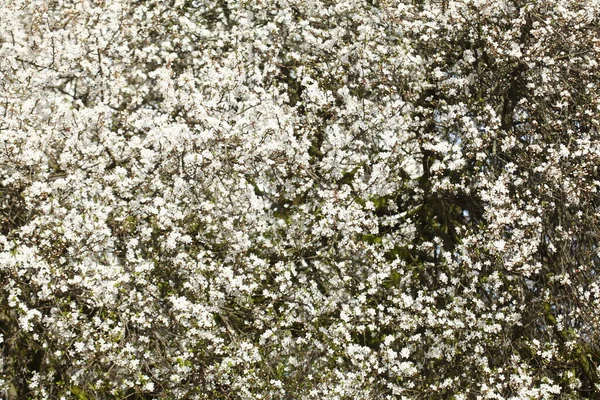 Cherry Tree Blossom Close View — Stock fotografie