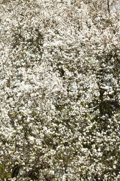 Cherry Tree Blossom Close View — Stock fotografie