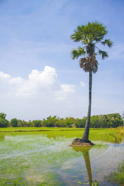 Toddy Palmiyeli Pirinç Fideleri — Stok fotoğraf