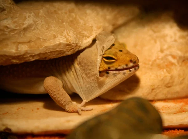 Leopar Gecko 'nun yakın plan görüntüsü dökülüyor