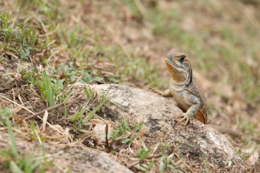 Leiolepis alt familya Leiolepidinae 'nin tek cinsidir..