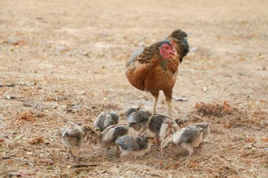 hen and chicks is domestic in house