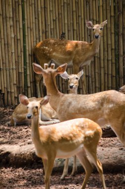 sonbahar ormandaki geyik 