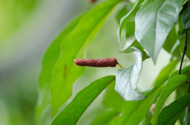 Uzun biber, yakın çekim. 