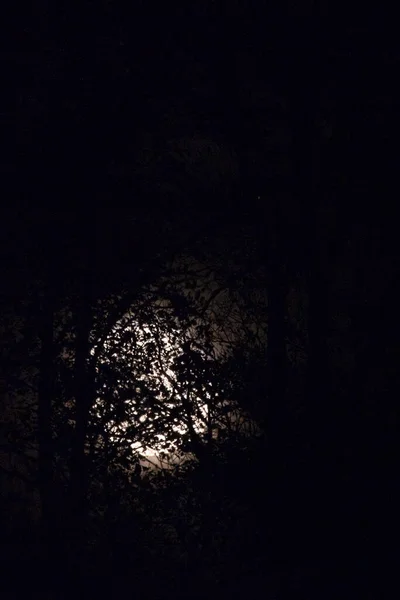 Mond Himmel Blick Durch Äste — Stockfoto